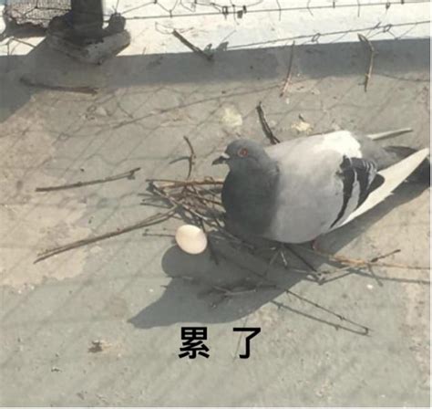 鴿子停在陽台風水 香港死火山